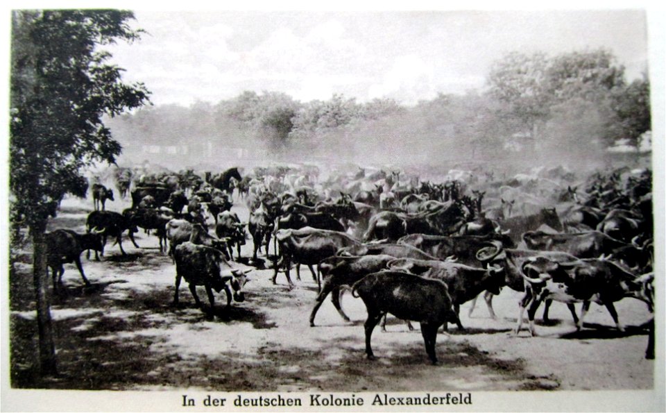 1918. In der deutschen Kolonie Alexanderfeld