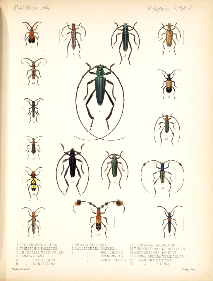 BCA - Coleoptera Vol 5 Tab 5
