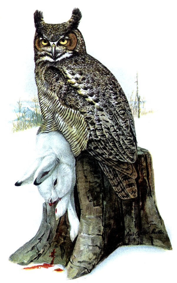 Bubo virginianusDO1908P01CA