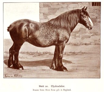 Clydesdale, draw
