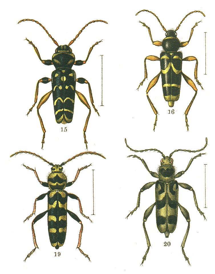 ClytiniJAC
