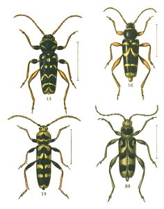 ClytiniJAC