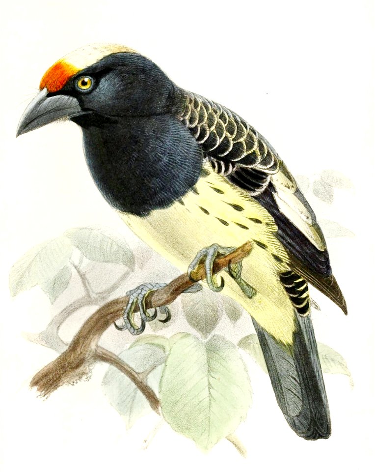 Capitosquamatus