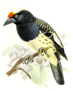 Capitosquamatus