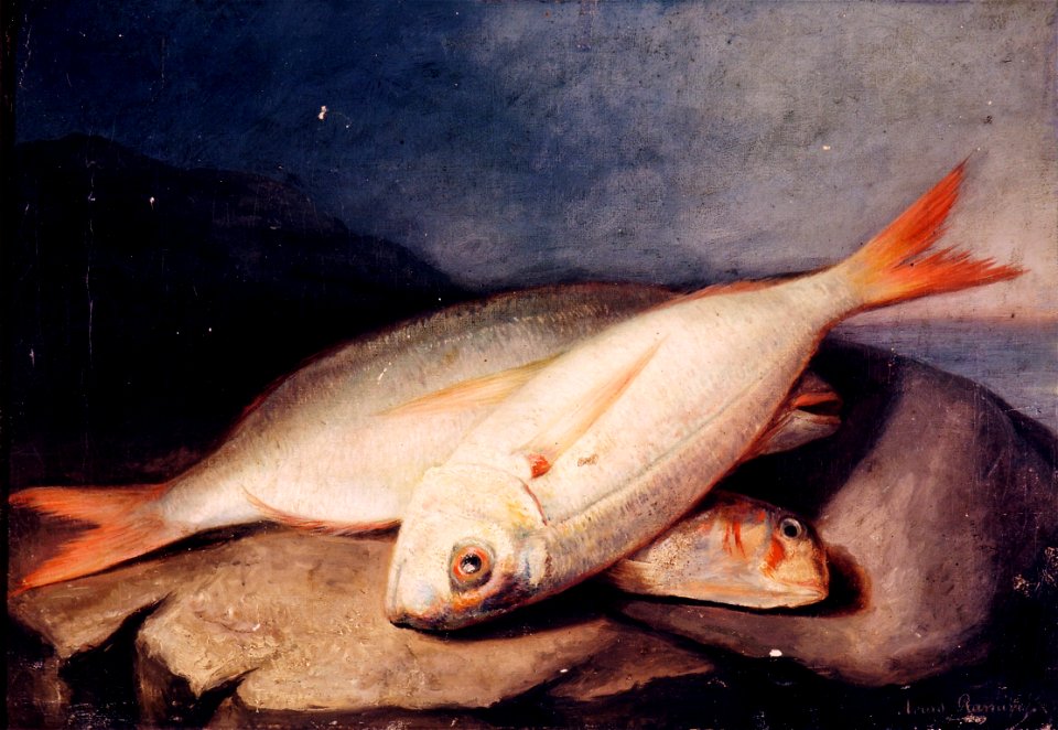 Bodegón de peces - Josñe Arias Ramírez - MBACO