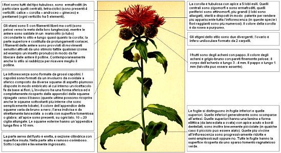 Centaurea phrygia Hartinger DESC