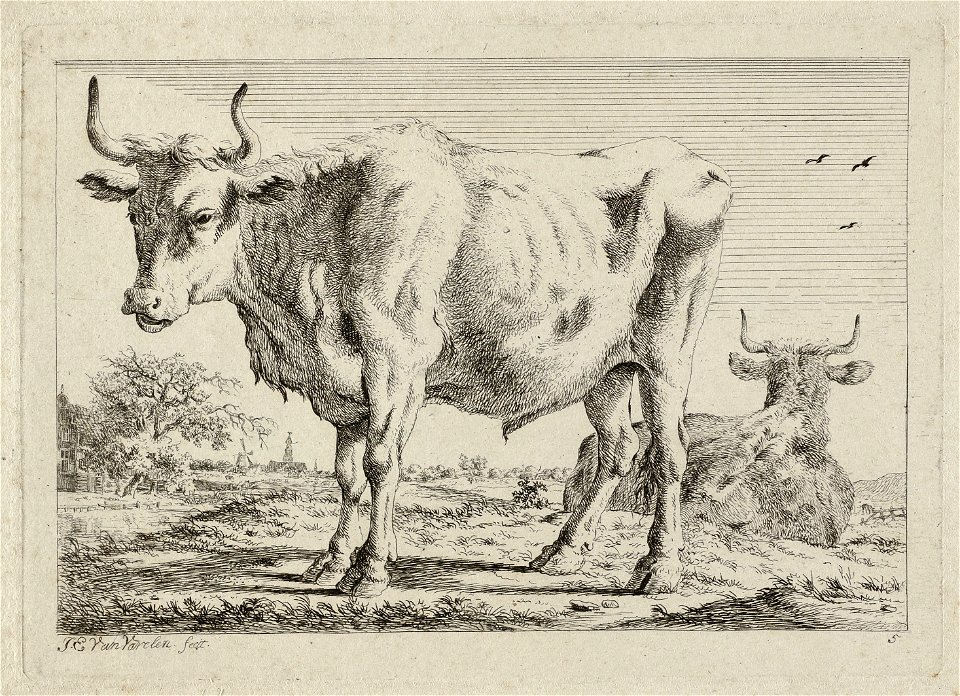 Een staande en een liggende os in een weiland. NL-HlmNHA 1477 53012176