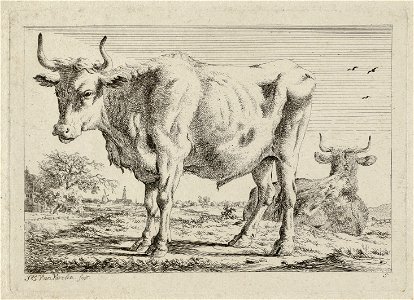 Een staande en een liggende os in een weiland. NL-HlmNHA 1477 53012176