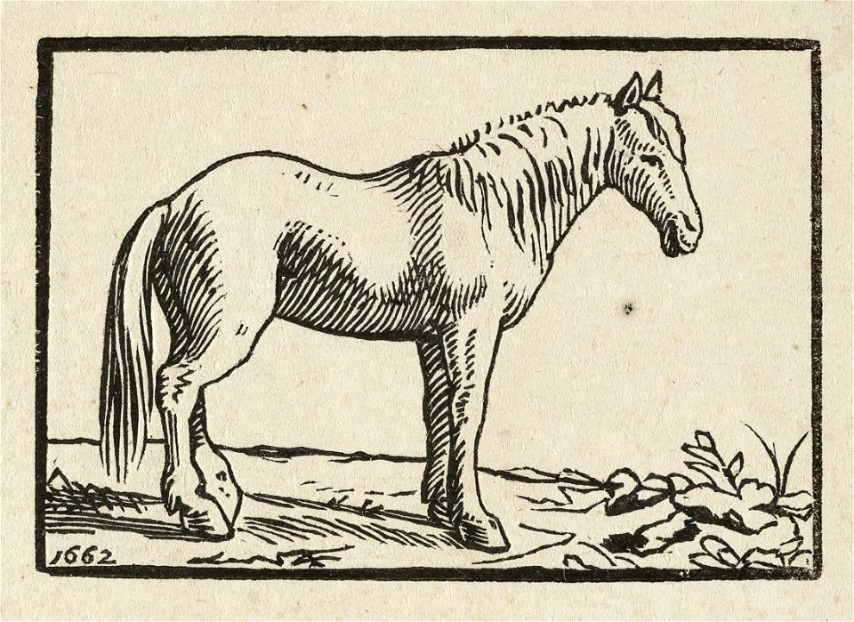Een paard. NL-HlmNHA 1477 53010248