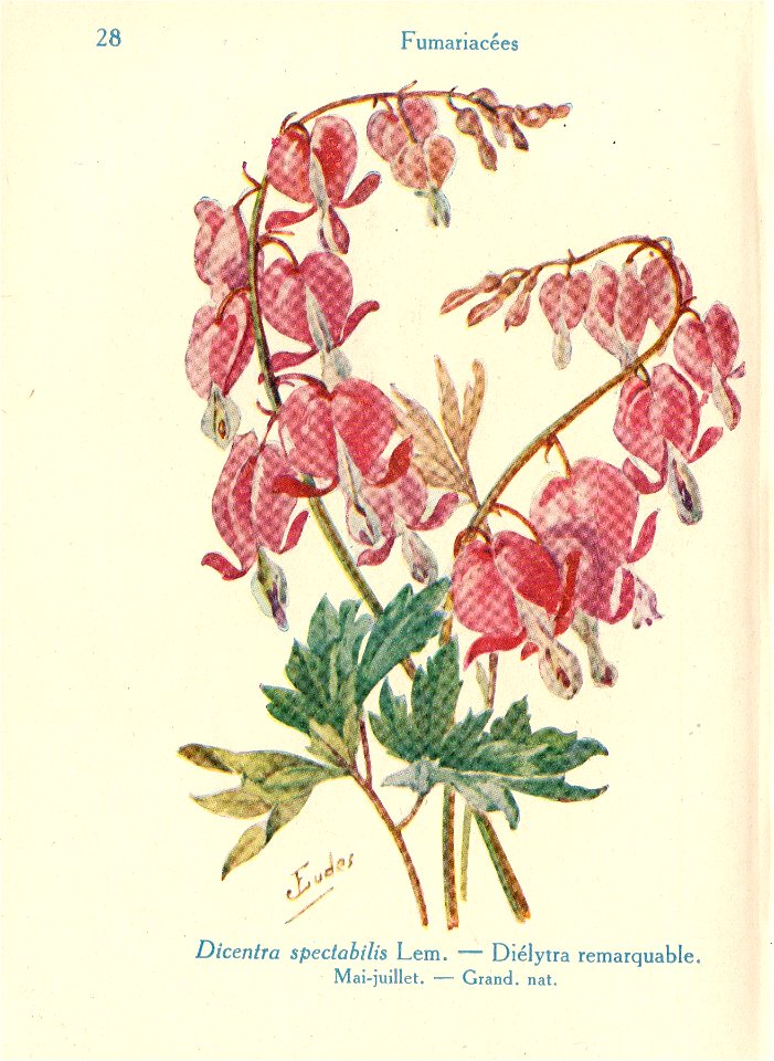 Dicentra-J.Eudes-28