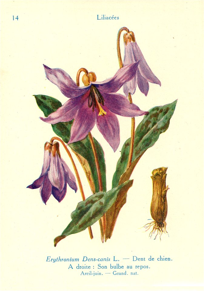 Erythronium-J.Eudes-14