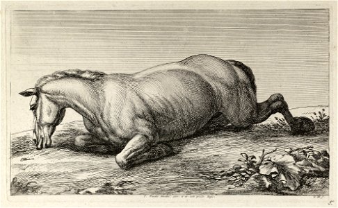 Gesneuveld paard op de buik liggend, van opzij gezien. NL-HlmNHA 1477 53009206