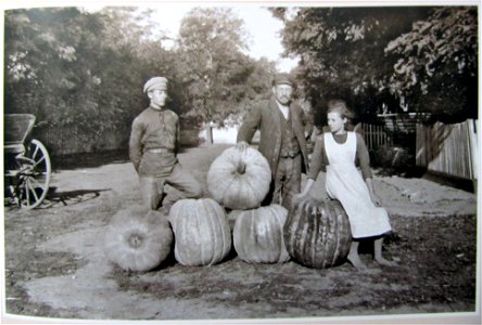 Early 20th century. Pumpkin harvest in German Lutheran settlement Kaisertal