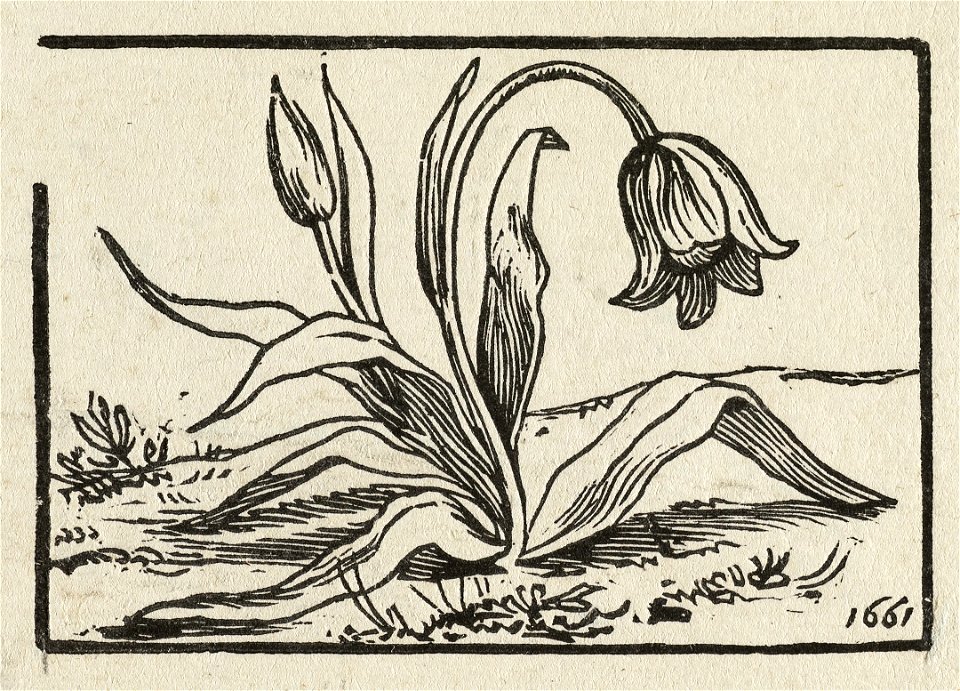 Een bloeiende tulp. NL-HlmNHA 1477 53010251