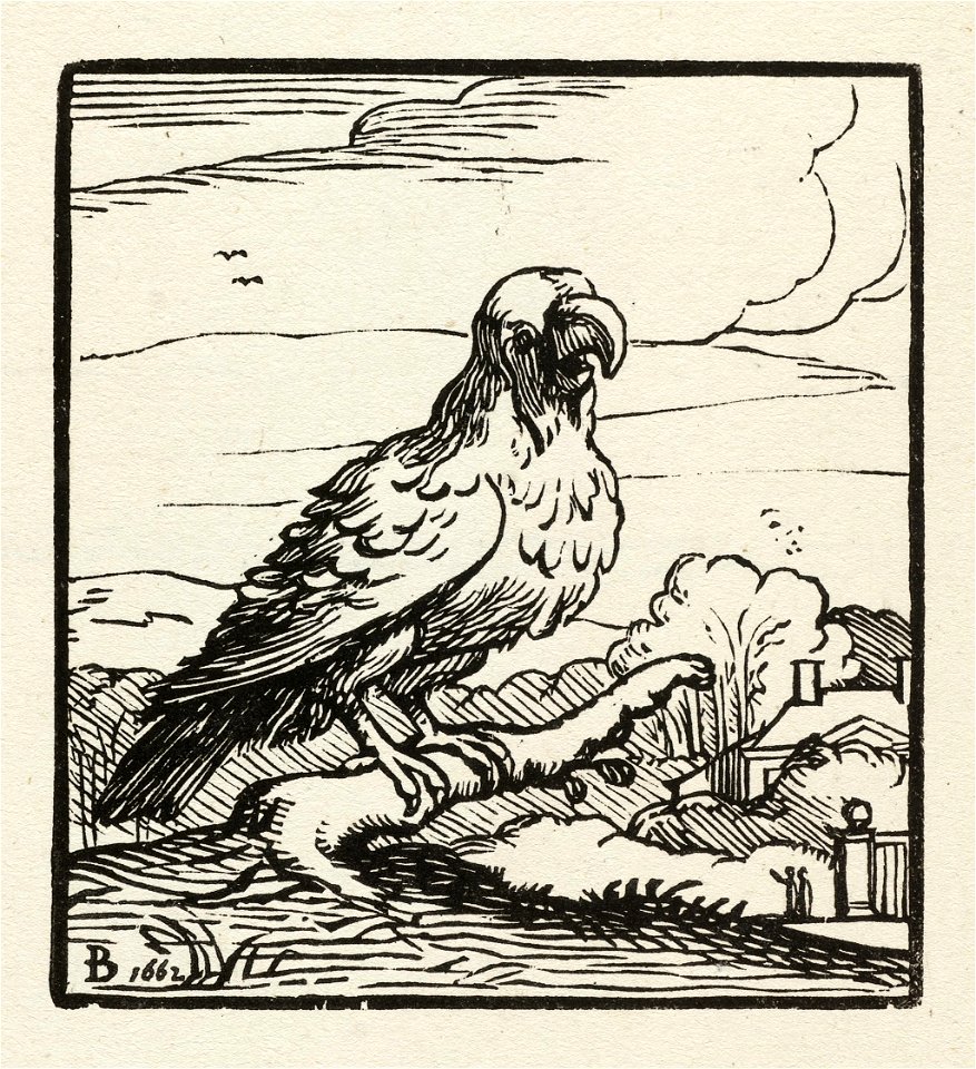 Een roofvogel op een tak. NL-HlmNHA 1477 53010240