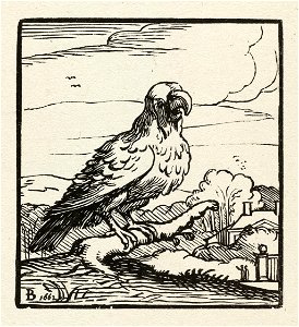 Een roofvogel op een tak. NL-HlmNHA 1477 53010240