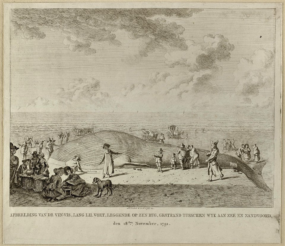 Een Vinvis, aangespoeld op het strand tussen Zandvoort en Wijk aan Zee, trekt veel bekijks. Drie mannen bewaken en onderzoeken hem. Dagjesmensen komen met koetsen naar het dier kijken. Links, NL-HlmNHA 1477 53011088
