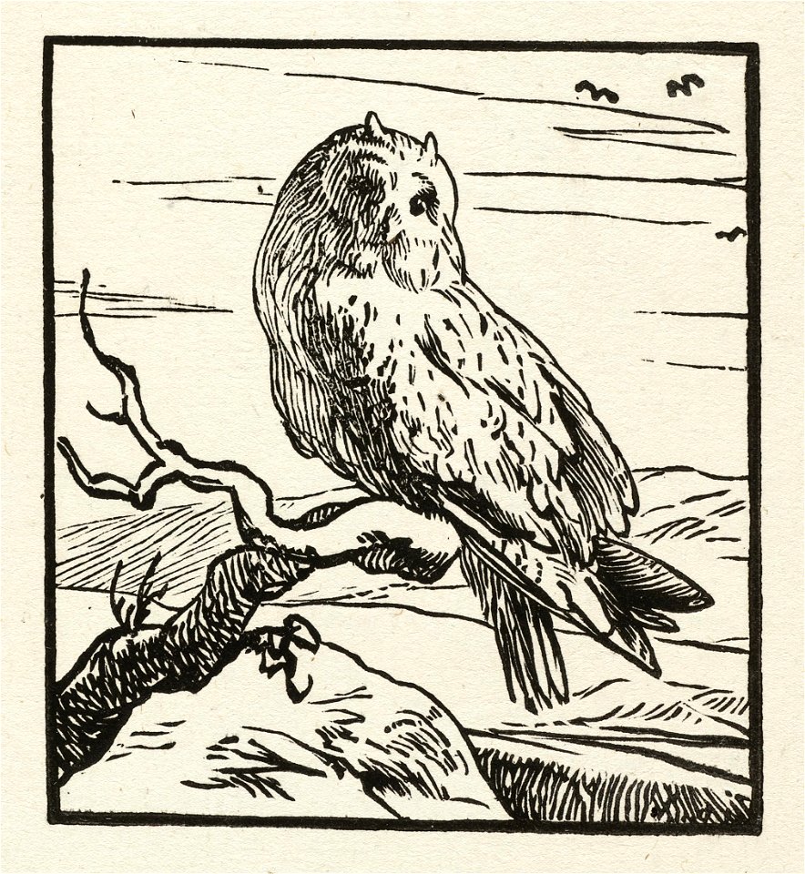 Een uil op een tak. NL-HlmNHA 1477 53010241