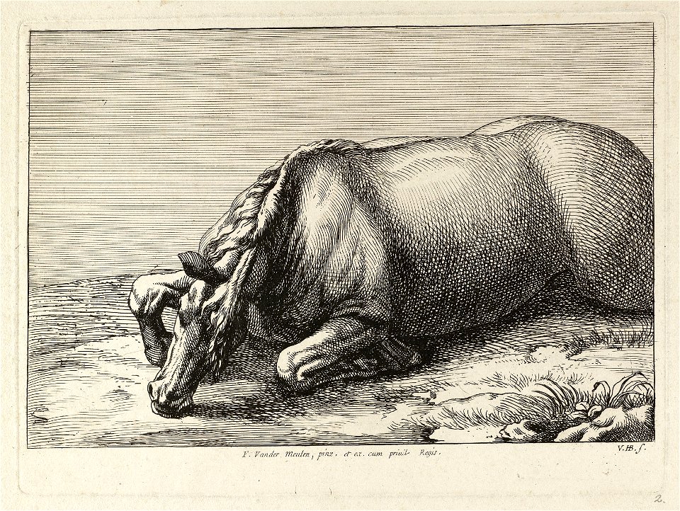 Gesneuveld paard op de buik liggend, op de linkerzij gezien. NL-HlmNHA 1477 53009202