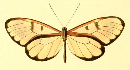 Godyris crinippa
