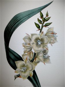 Fleur yucca. Free illustration for personal and commercial use.