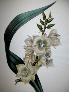 Fleur yucca