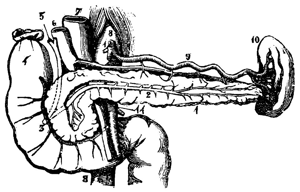 Grierson 29 Intestino