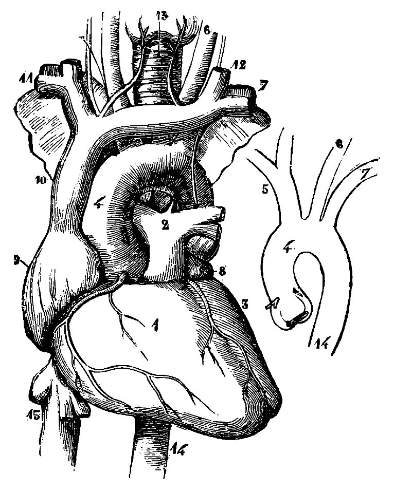 Grierson 14 Corazón