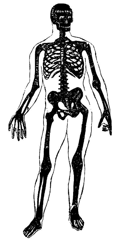 Grierson 1c Esqueleto humano