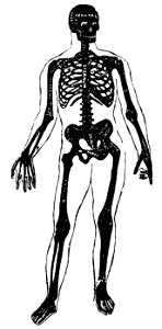 Grierson 1c Esqueleto humano