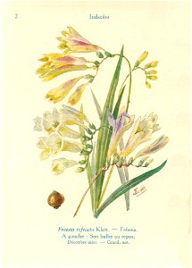 Freesia-J.Eudes-02