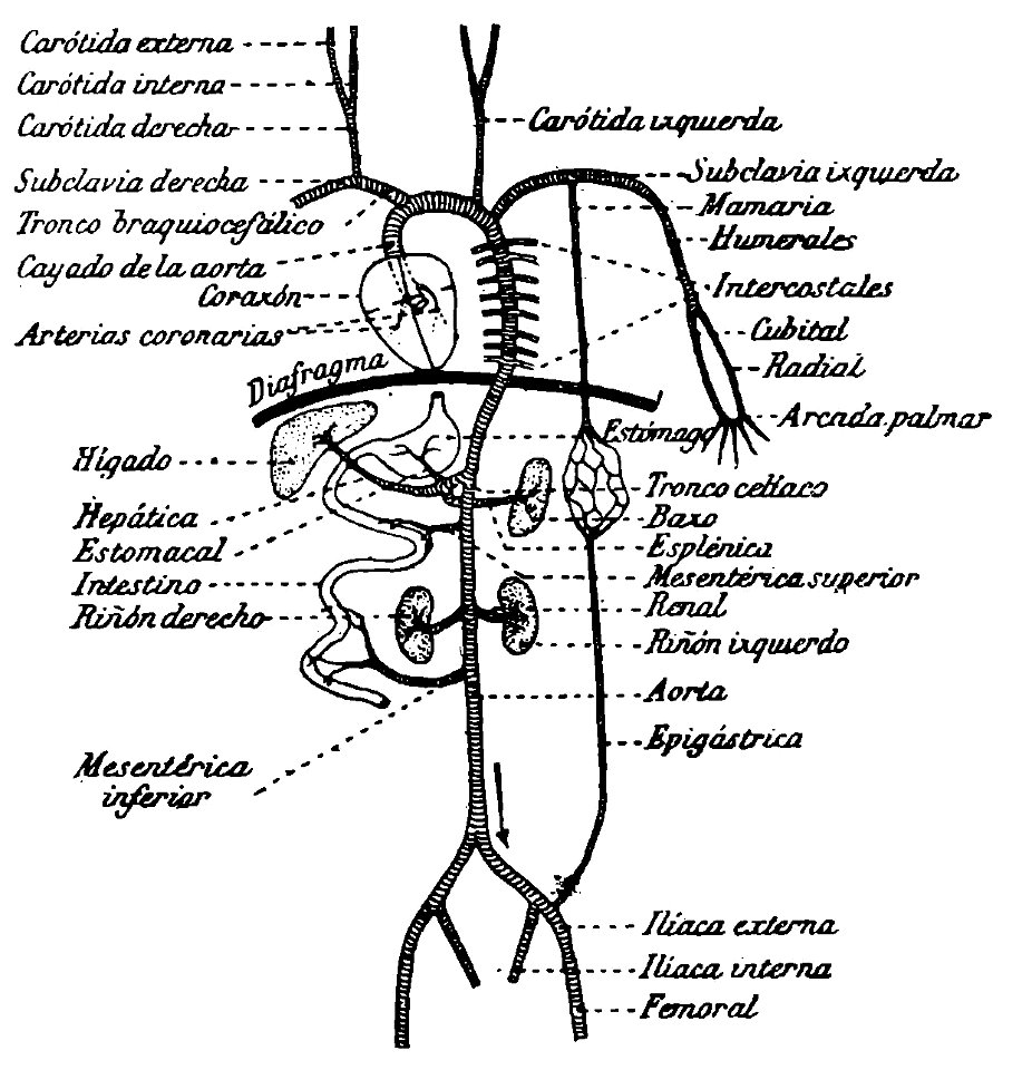Grierson 19 Arterias principales