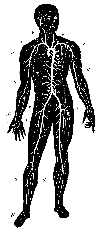 Grierson 18 Sistema arterial