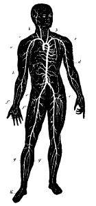 Grierson 18 Sistema arterial