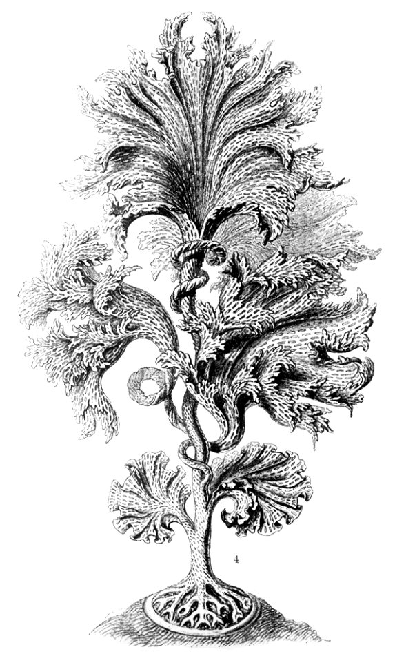 Haeckel Agarum clathrus