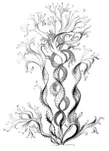 Haeckel Cutleria multifida