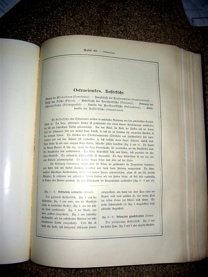 Haeckel Ostraciontes text1