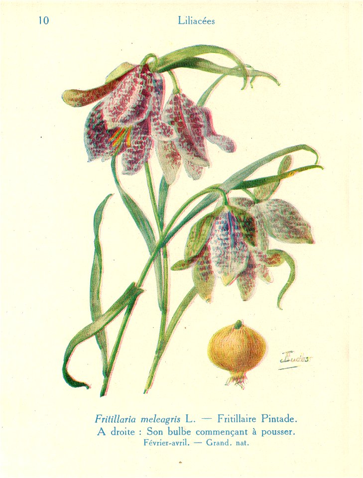 Fritillaire.pintade-J.Eudes-10