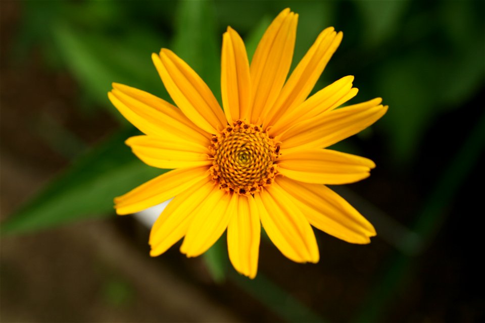 Heliopsis helianthoides - Botanischer Garten Mainz IMG 5692