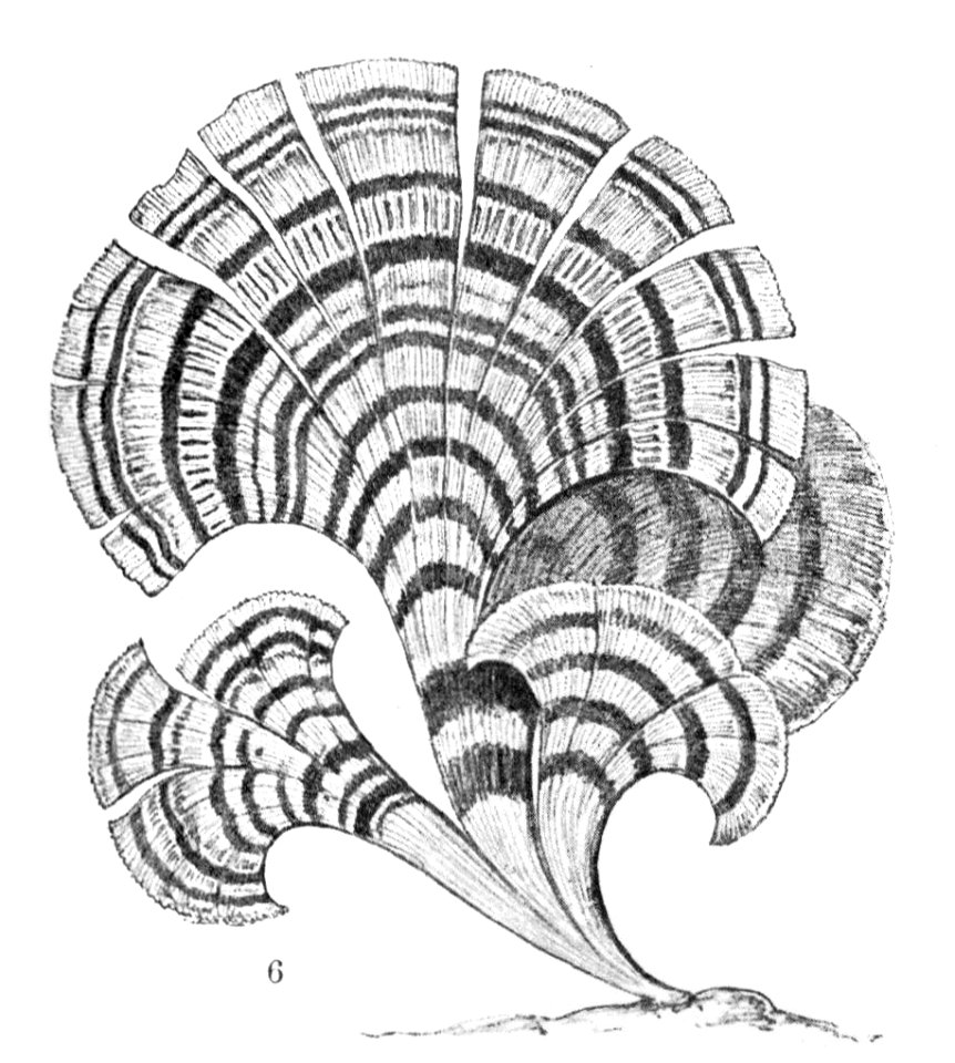 Haeckel Padina pavonica