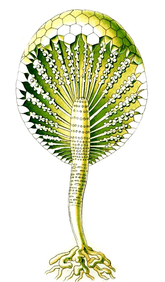 Haeckel Bornetella capitata