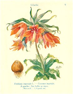 Fritillaire-J.Eudes-09