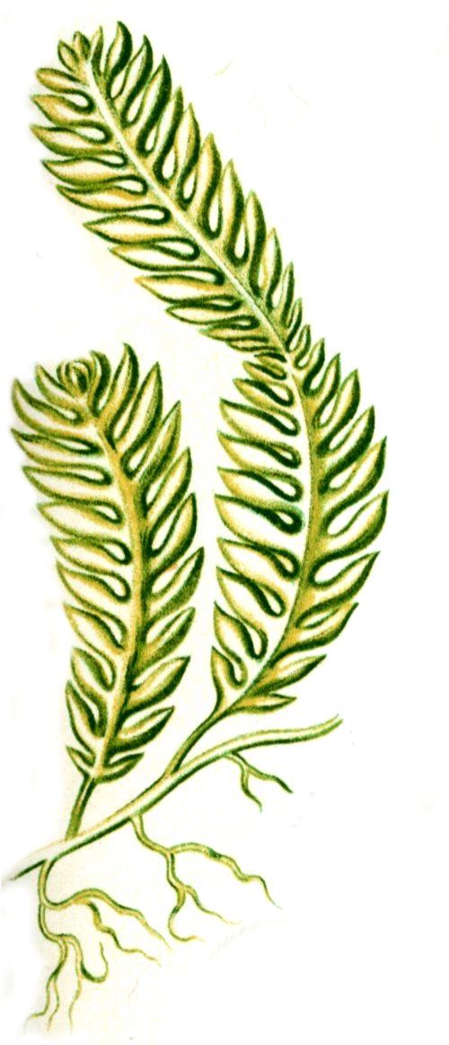 Haeckel Caulerpa mexicana (pinnata)