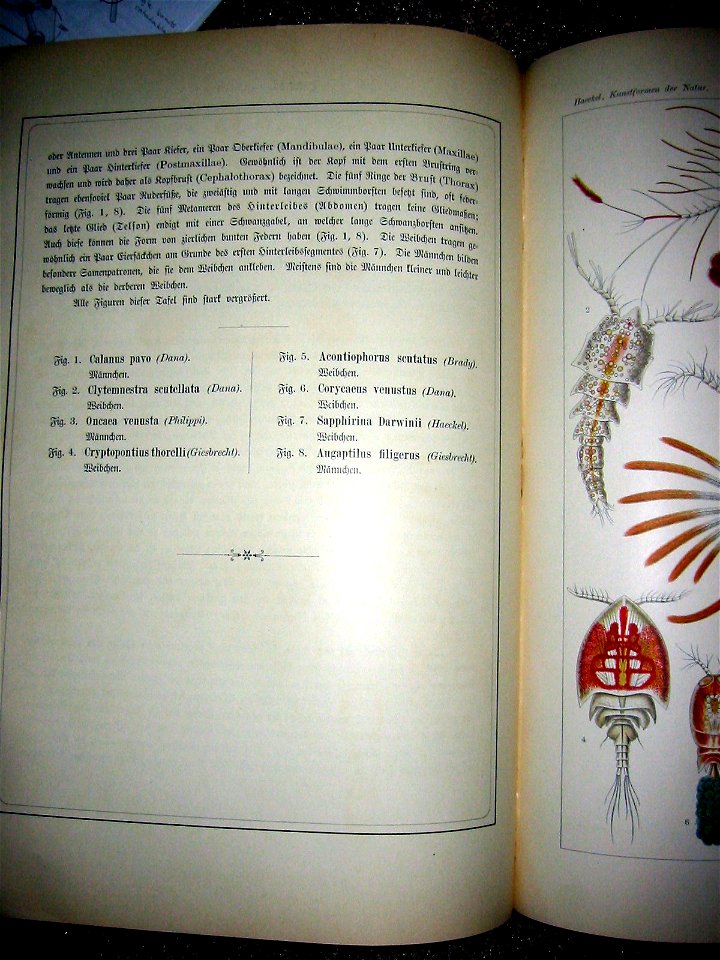 Haeckel Copepoda text