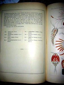 Haeckel Copepoda text