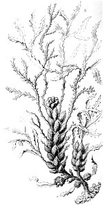 Haeckel Cystoseira spinosa