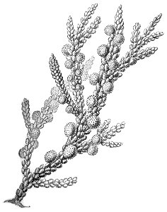 Haeckel Scaberia agardhii