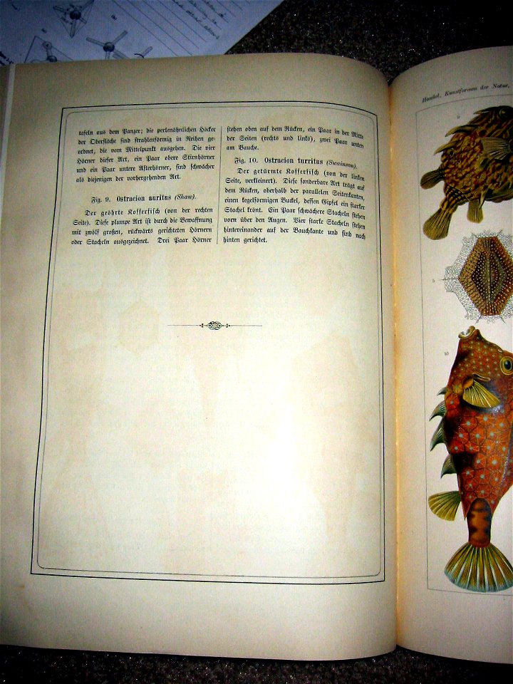 Haeckel Ostraciontes text2
