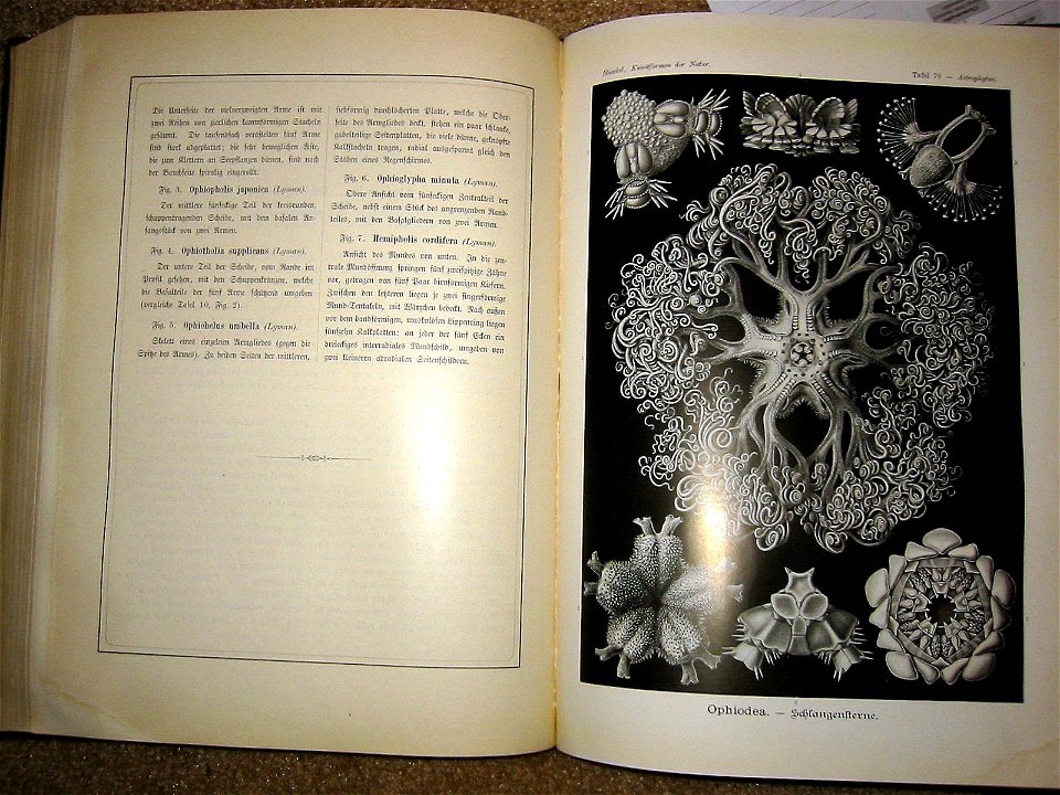 Haeckel Ophiodea text