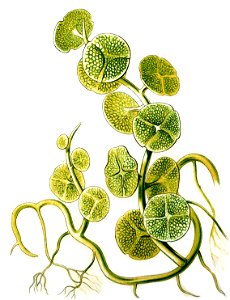 Haeckel Caulerpa peltata var. macrodisca
